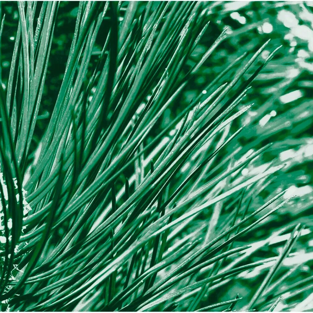 Kneipp Men Douchegel>Nature Feeling Dennen, Buffelgras & IJslands Mos 2-in-1 Douche