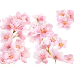Kneipp Badolie><noscript><img width=