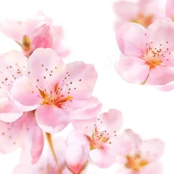 Kneipp Bodylotion>Soft Skin Softening Bodylotion