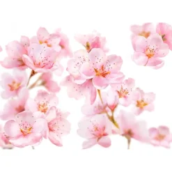 Kneipp Handcrèmes><noscript><img width=