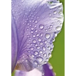 Weleda Dagcreme><noscript><img width=