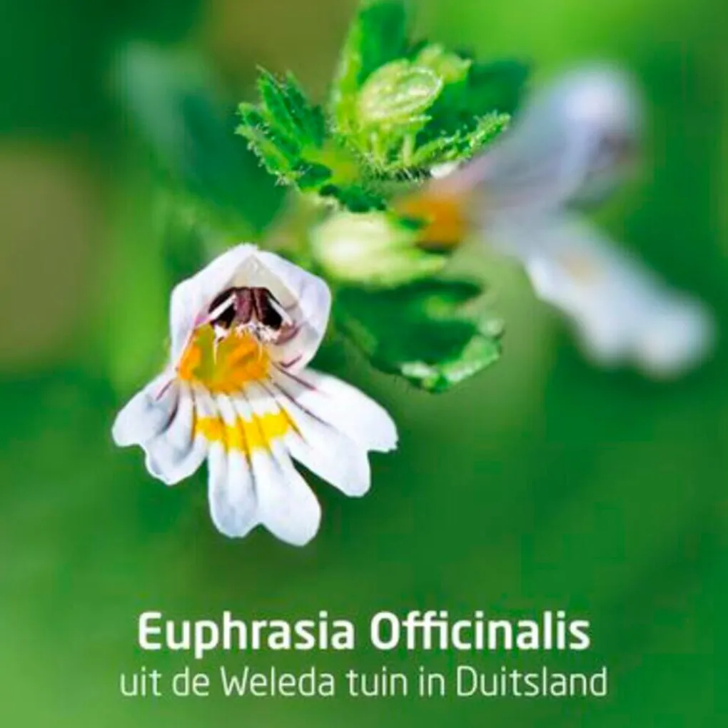 Weleda Oogdruppels>Ogentroost Oogdruppels