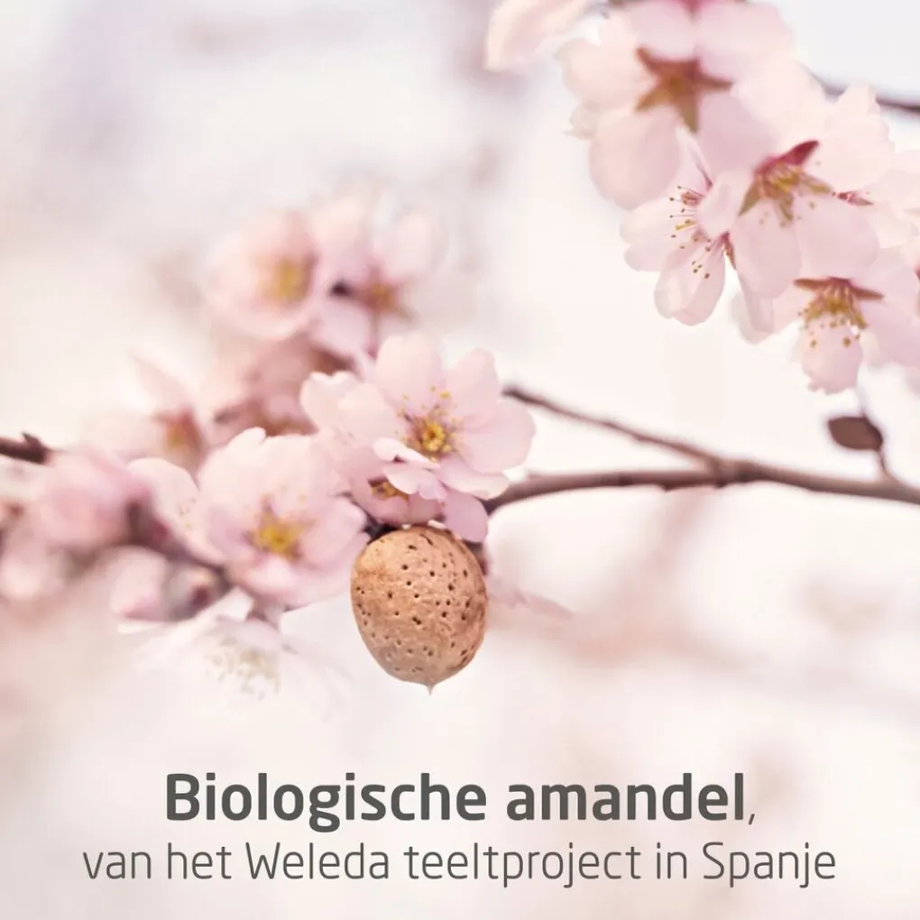 Weleda Mama Verzorgingsproducten|Bodyolie>Zwangerschapsolie